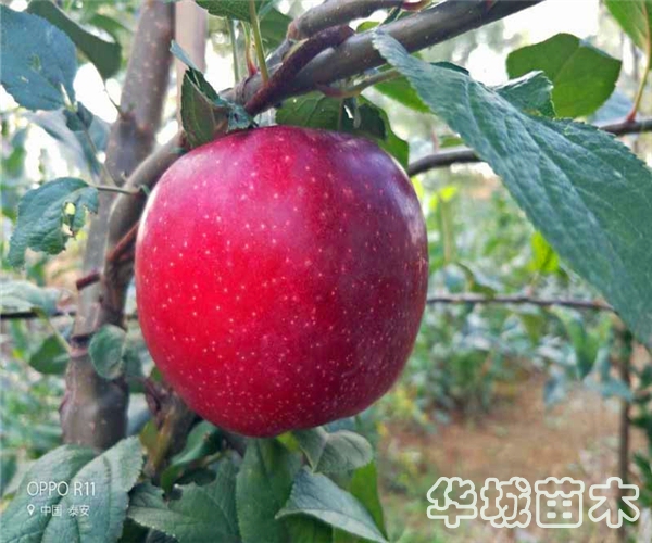 魯麗蘋果樹苗什么時間栽培